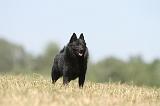 SCHIPPERKE 131